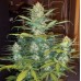West Coast O.G. Auto - FastBuds